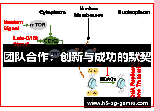 团队合作：创新与成功的默契